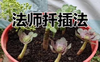 多肉法师杆子怎么繁殖？
