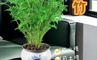 小盆栽竹子种类及图片