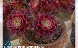 多肉法师夏天怎么浇水才不死？