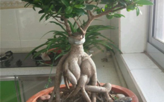 盆栽人参榕树究竟能长多大？