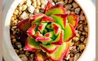 多肉口红最佳状态图片长啥样？