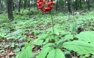 盆栽人参花期到底有多长？