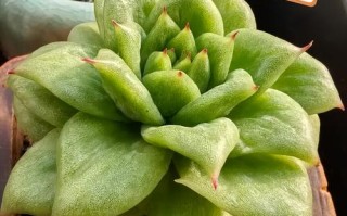 多肉浇水后叶子发软怎么办？