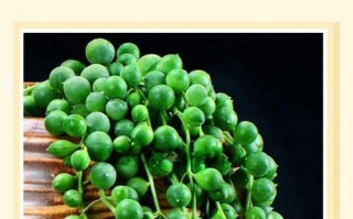 佛珠多肉开花后要剪掉吗？