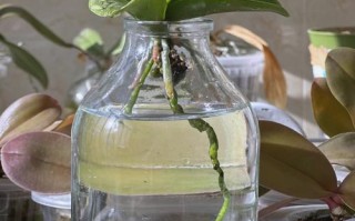 水培蝴蝶兰冬季养护关键点是什么？