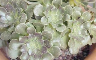 冬天多肉防徒长，关键在哪？