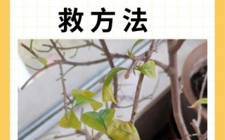 水培植物掉叶子咋办？
