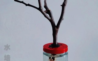 三角梅水培能生根吗？