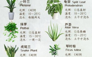 盆栽绿色植物怎么种？