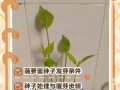 盆栽种子怎么种植方法