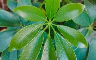 鸭掌木水培可行吗？养护要注意什么？