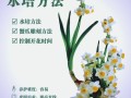 水培水仙花几天能长根？