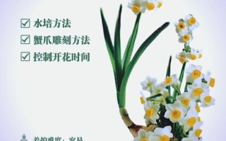 水培水仙花几天能长根？