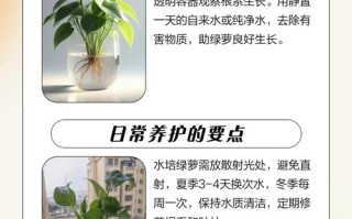 水培绿萝如何养出更浓绿？