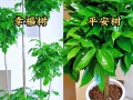 家庭室内盆栽什么好养