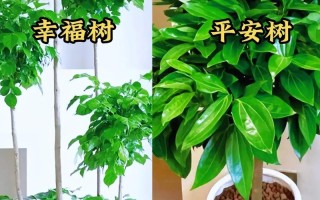 家庭室内盆栽什么好养