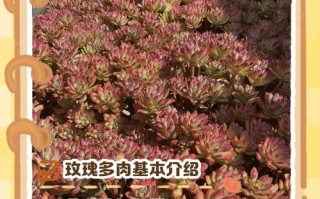 多肉玫瑰休眠怎么养护