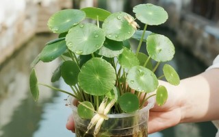 金钱草水培该用什么肥？