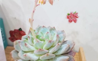 玉露开花会死吗？开什么花？