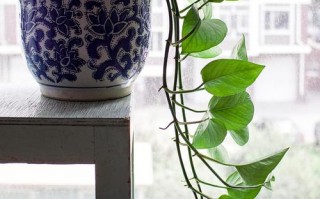 哪些盆栽能帮屋子降温？