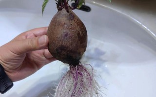 水培植物根系为何会释放氧气？