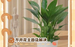 水培白掌不开花光长叶