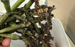 多肉烂根怎么判断？