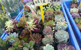 金华哪里能批发到多肉？