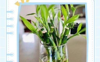 水培植物不用土能活吗？