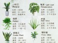 这些绿色植物盆栽叫什么名字？