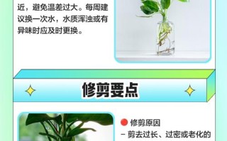 多肉土能种绿萝吗？土质差异会影响生长吗？