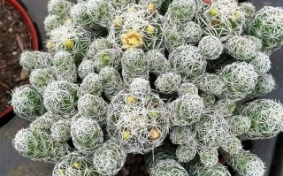 多肉白鸟为何总是长不大？