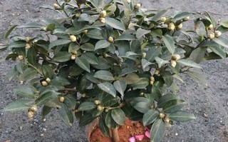 茶梅盆栽发芽时间是什么时候？