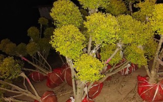 鄢陵老庄花木多肉基地有何特色？