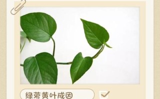 水培绿萝黄叶怎么办？