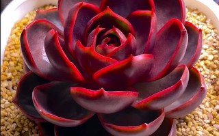 红色多肉玫瑰品种有哪些？