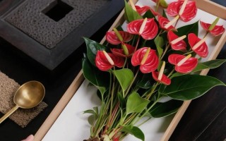 水培红掌施肥后叶片为何竖直生长？