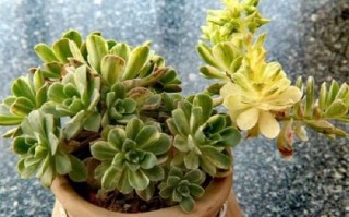 多肉植物爱染锦怎么养