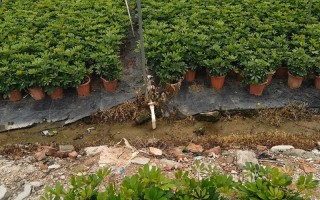 湘西绿化盆栽苗木基地有何特色？