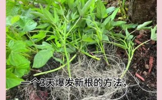 日本盆栽根部养护的关键是什么？