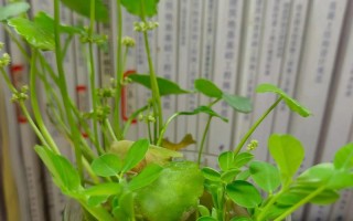 常春藤水培扦插怎么生根快？