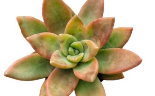 铭月多肉分叉怎么阻止？