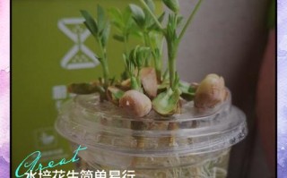 水培鲜花加复合肥可行吗？