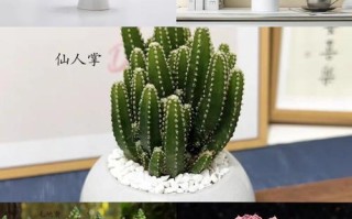 哪些室内盆栽最受欢迎？