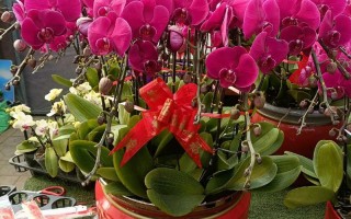 春节什么盆栽花卉好卖