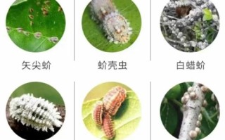 室外盆栽会生介壳虫吗？