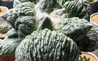 怒涛多肉冬天如何养护？