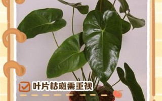 水培红掌烂叶是何原因？