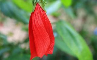 悬风铃花盆栽图片有哪些品种？