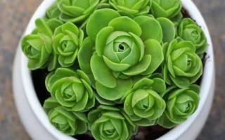 翡翠玫瑰多肉图片有哪些品种？